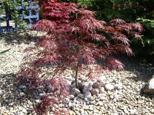 Ornatum in May.jpg
