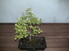 untitled.gif
