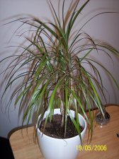 Plant.jpg