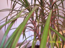 Plant Close Up.jpg