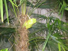 Palm Tree.jpg