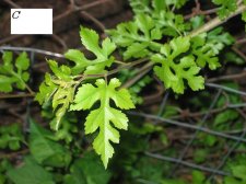 flower3.JPG