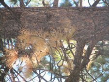 Pine Tree 008.jpg
