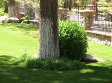 Pine Tree 010.jpg