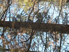 Pine Tree 007.jpg