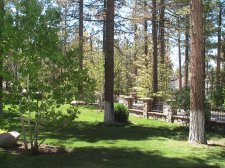 Pine Tree 006.jpg
