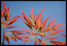 acer1low.jpg