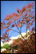 acer2low.jpg