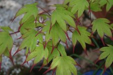 20_april_2006 022.jpg