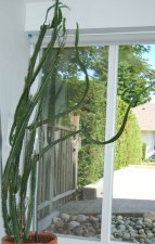 total plant in window.jpg