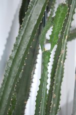DSC_0026.JPG