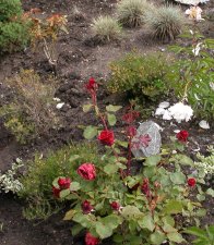 rose bushes.jpg