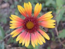 Yellow Flower.jpg