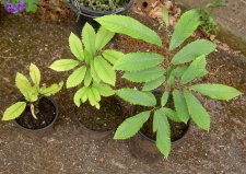 Sweetchestnut1.jpg