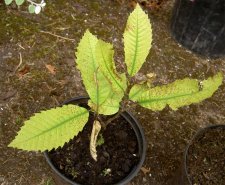 Sweetchestnut2.jpg
