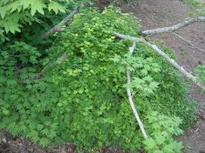 DSCN0924.JPG