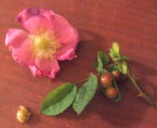 rose-1.jpg