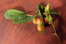 rose-3.jpg