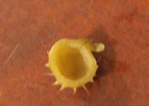 rose-4.jpg