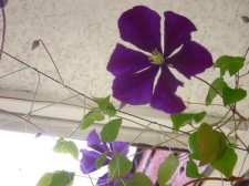 IMG_3148.jpg