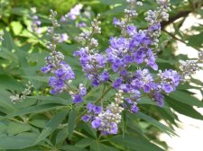 Flowers and Leaves.jpg