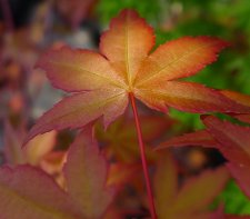 P1100451a.jpg