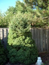 2013_Aug_Dwarf Alberta Spruce_witches broom_ front view.jpg