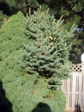 2013_Aug_Dwarf Alberta Spruce_witches broom_ side view.jpg