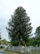 20130814_37thRoss_AraucariaAraucana_Cutler_P1510773.jpg