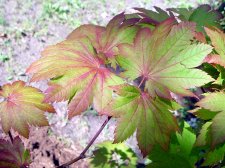 DSC01349.JPG