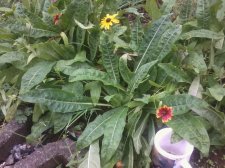 wildflower mix.2.jpg