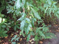 acer_jdp_130927a.jpg