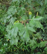 acer_jdp_130927c.jpg