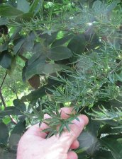 acer_jdp_130927b.jpg