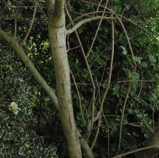 acer_jdp_130927c2.jpg