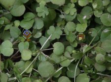 Fuchsia_procumbens_05.JPG