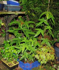 acer-eleg-buerg_131004a.jpg