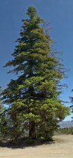 EntireTree.jpg