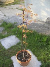 IMG_4117.jpg