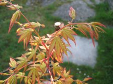 IMG_4118.JPG