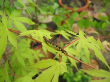 IMG_4258.JPG