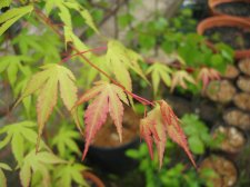 IMG_4259.JPG