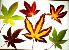 Unkown Maple.jpg