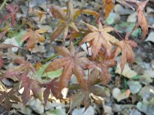 DSCN3272.jpg
