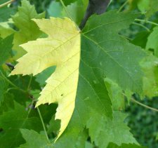 Acer saccharinum Nick's Leopardleaf half and half May 17 05.jpg