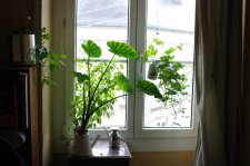 plantes.jpg