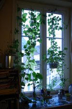 window.jpg