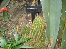 Echinocereus grandiflora.jpg