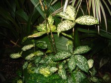 Dracaena surculosa cvv. (gold-dust dracaena.jpg