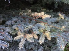 variegated colorado blue spruce 1.jpg